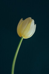 白いチューリップ