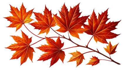 Fototapeta premium Vibrant Autumn Maple Leaves Branch Isolated on Black Background for Design