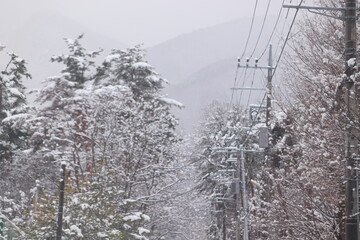 冬の一本道 並木と電柱に積もる雪 美しい風景と自然災害の対比