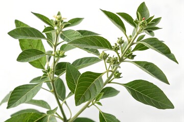 ashwagandha plant isolated on white background