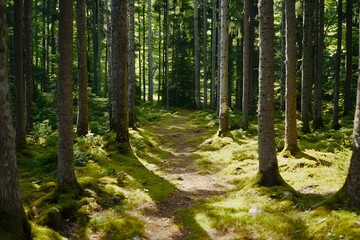 Fototapeta premium Sunlit Forest Path Mossy Trees Green Woods Nature Trail