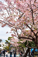 鎌倉2503　鶴岡八幡宮3　玉縄桜