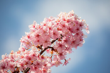 Sakura 