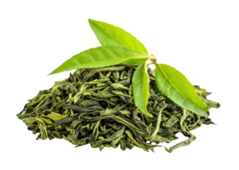 Fresh green tea leaves and dried tea leaves on a white background