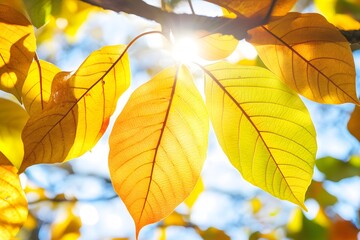 Obraz premium Sunlit Autumn Leaves Golden Foliage Backlit Nature