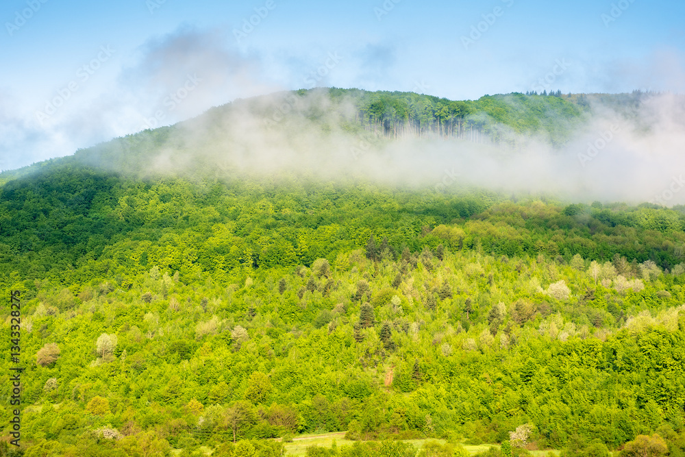 Wall mural nature background with mountain and fog evaporating to cloud. beautiful view of forest on the hill i