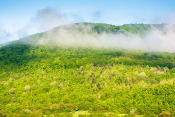 Obraz premium nature background with mountain and fog evaporating to cloud. beautiful view of forest on the hill in morning light. scenic weather