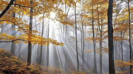 Sunlight streams through golden fall forest