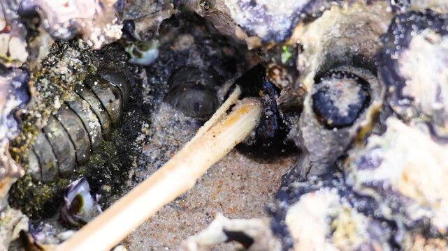 Beadlet Anemone Interaction at Karon Beach
