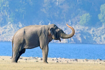 Obraz premium A wild bull Indian Elephant (Elephas maximus indicus), on the grassland at Dhikala, Jim Corbett National Park, Uttarakhand, India.
