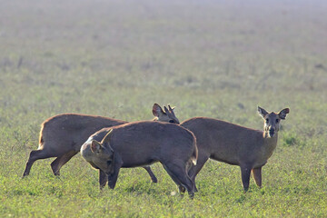 Indian Hog Deer (Axis porcinus), or Indochinese Hog Deer, on the grassland at Dhikala, Jim Corbett National Park, Uttarakhand, India.