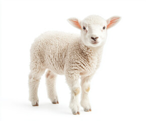 Obraz premium lamb isolated