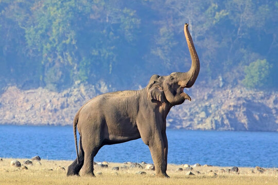 A wild bull Indian Elephant (Elephas maximus indicus) bellowing, trumpeting, on the grassland at Dhikala, Jim Corbett National Park, Uttarakhand, India.