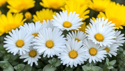 Fototapeta premium White and Yellow Daisies in Bloom A Vibrant Spring Floral Background in Close-up Perspective.
