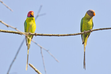 Plum-headed Parakeets (Psittacula cyanocephala) a pair, male (left) and female, at the Jim Corbett National Park, Uttarakhand, India.