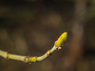 Spring buds