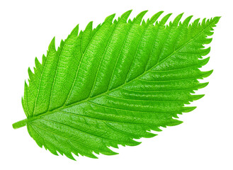 Hazelnut leaves Clipping Path