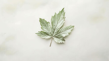 A single pastel green leaf on a clean white canvas