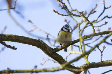 blue tit looks between branches, blue tit on a tree,  blue sky and a small tit, small bird on a branch, yellow bird enjoying the sun's rays, Cyanistes caeruleus