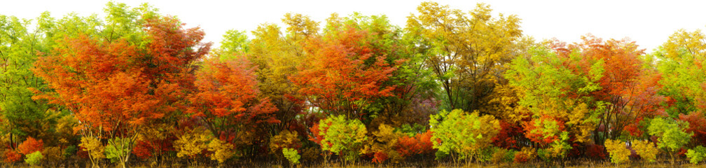 Fototapeta premium A group of trees that are in the middle of a field on a transparent background. 3D rendering illustration