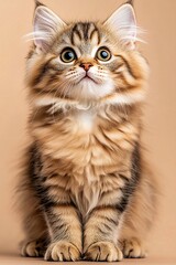 Adorable Long-Haired Kitten Sitting Alertly on a Neutral Background