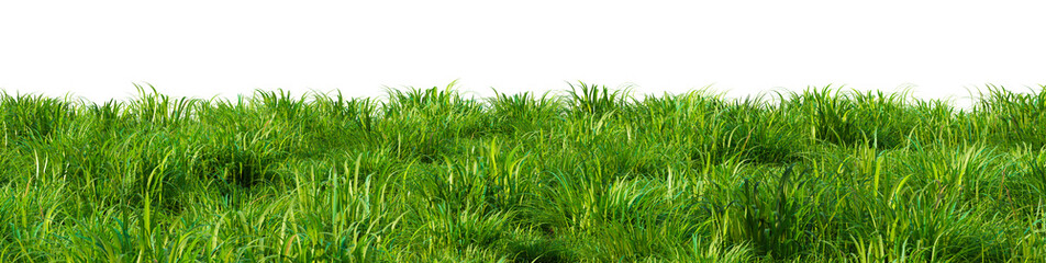 A field of green grass on a transparent background. 3D rendering illustration
