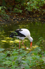 White stork portrait outdoors in nature	