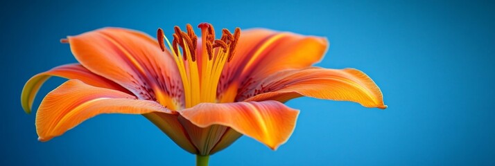 Obraz premium Vibrant Orange Lily Blossom on Turquoise Background, Perfect for Spring and Nature Themes.
