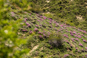 Keven Plant A Favorite Nectar Source for Honeybees