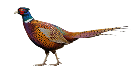 pheasant isolated on white background