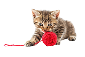 Playful kitten with bright eyes enjoying a red yarn ball on a clean, bright surface in a cozy indoor setting