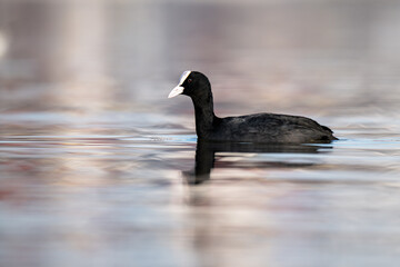 Blässhuhn schwimmend auf ruhigem Wasser mit weicher Spiegelung im Hintergrund