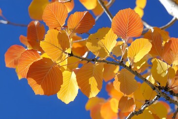 Obraz premium Vibrant Autumn Leaves Golden Orange Foliage Fall Colors Nature Background