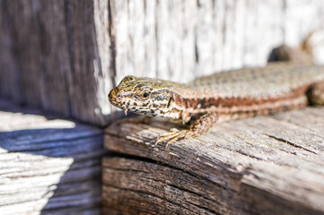 Lizard in the sun. Close-up of the reptile. Lacertidae.