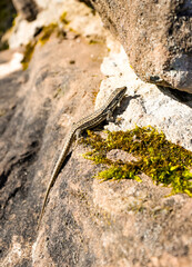 Obraz premium Lizard in the sun. Close-up of the reptile. Lacertidae.