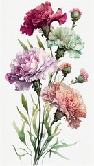 Fototapeta premium A watercolor painting of a bouquet of carnations in various shades of pink and purple, with detailed petals and leaves on a white background.