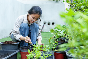 Asian woman tending to organic vegetable garden, wearing casual plaid shirt and glasses, using small gardening tool, growing fresh greens in backyard, sustainable lifestyle, eco-friendly living.