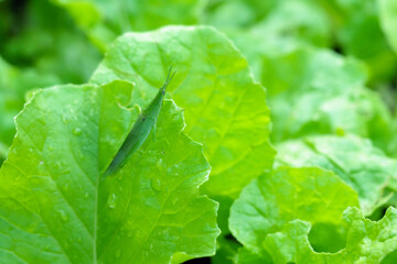 Close-up of green grasshopper on fresh organic lettuce leaf in backyard garden, tiny insect blending with nature, eco-friendly farming, biodiversity, sustainable agriculture, healthy environment.