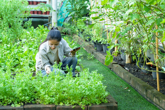 Asian woman inspecting fresh organic vegetables in backyard garden, wearing plaid shirt and glasses, holding tablet, analyzing plants, sustainable farming, homegrown food, self-sufficient lifestyle.