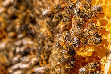 Bees Producing Honey in the Hive, Gurun, Sivas, Turkey
