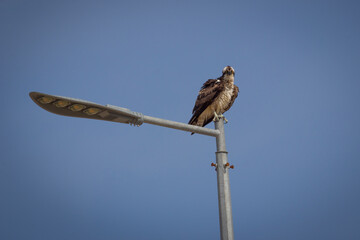 An osprey perched on the streetlight against the blue sky creates a striking contrast. Bushehr, Iran. 