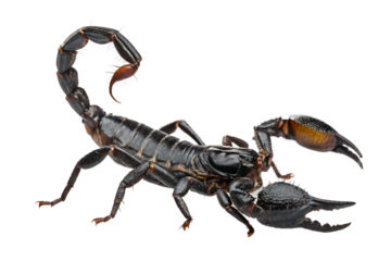 scorpion, emperor scorpion, deathstalker scorpion, flying scorpion, pandinus imperator, scorpion spider, scorpion stinger, vinegaroon scorpion, whipless scorpion, scorpions in house, scorpions