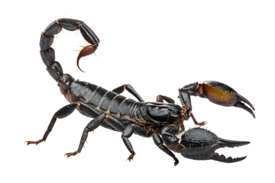 scorpion, emperor scorpion, deathstalker scorpion, flying scorpion, pandinus imperator, scorpion spider, scorpion stinger, vinegaroon scorpion, whipless scorpion, scorpions in house, scorpions