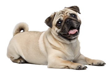 chinese pug dog, pug, carlino dog, dog breed pug, dog pug dog, pug dog pug dog, pug dog, pugs for sale, pugs for sale near me, pug puppies for sale, pug puppies for sale near me, pug puppies, pug dogs