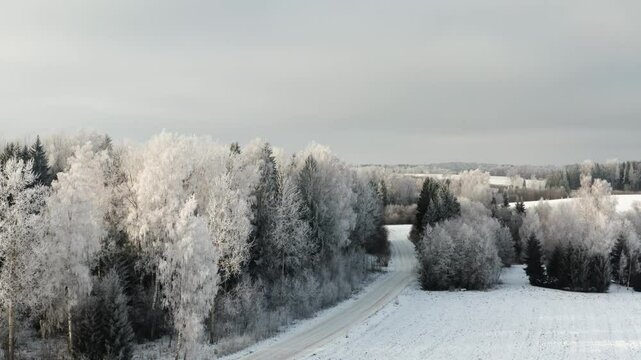 White frozen trees in winter. Artic hoar frost on trees after cold winter weather. Aerial drone shot of country road and snowy trees in winter wonderland scenery.