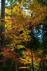 Autumn scenery of Saimyoji Temple in Shiga Prefecture, Japan