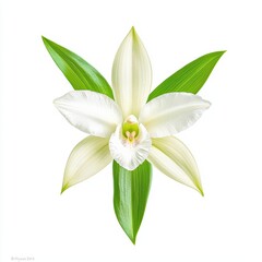 Obraz premium Vibrant Ghost Orchid with Exotic Green Leaves on a White Background for Botanical Concept
