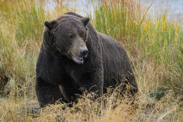 Fototapeta premium Gefährliche Begegnung mit einem großen männlichen Grizzlybär