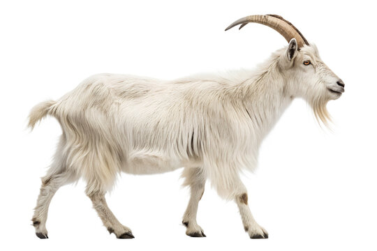 milk goat, goat, goats for sale, goats for sale near me, cashmere goat, pygmy goats for sale, goat horns, mini goats for sale, boer goat, goat carts, pygmy goats, pygmy goats for sale near me, mini
