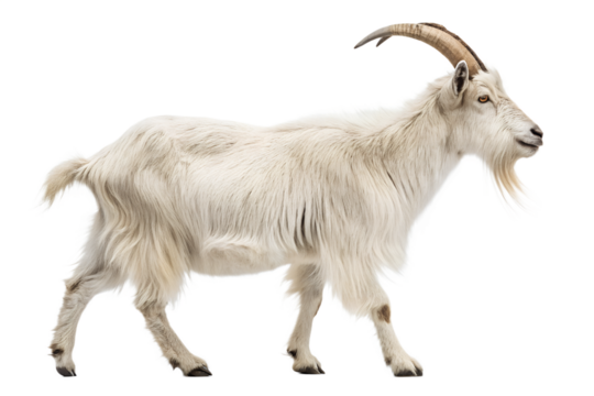 milk goat, goat, goats for sale, goats for sale near me, cashmere goat, pygmy goats for sale, goat horns, mini goats for sale, boer goat, goat carts, pygmy goats, pygmy goats for sale near me, mini